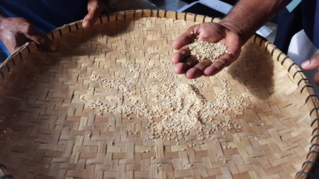 04_NARI-and-Trukai rice processing